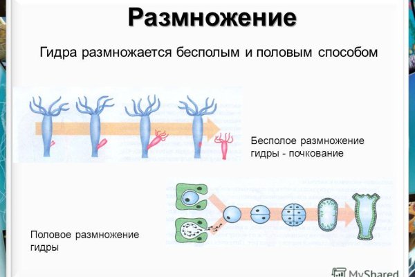 Ссылки на кракен зеркала